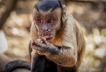 inbound retry process details